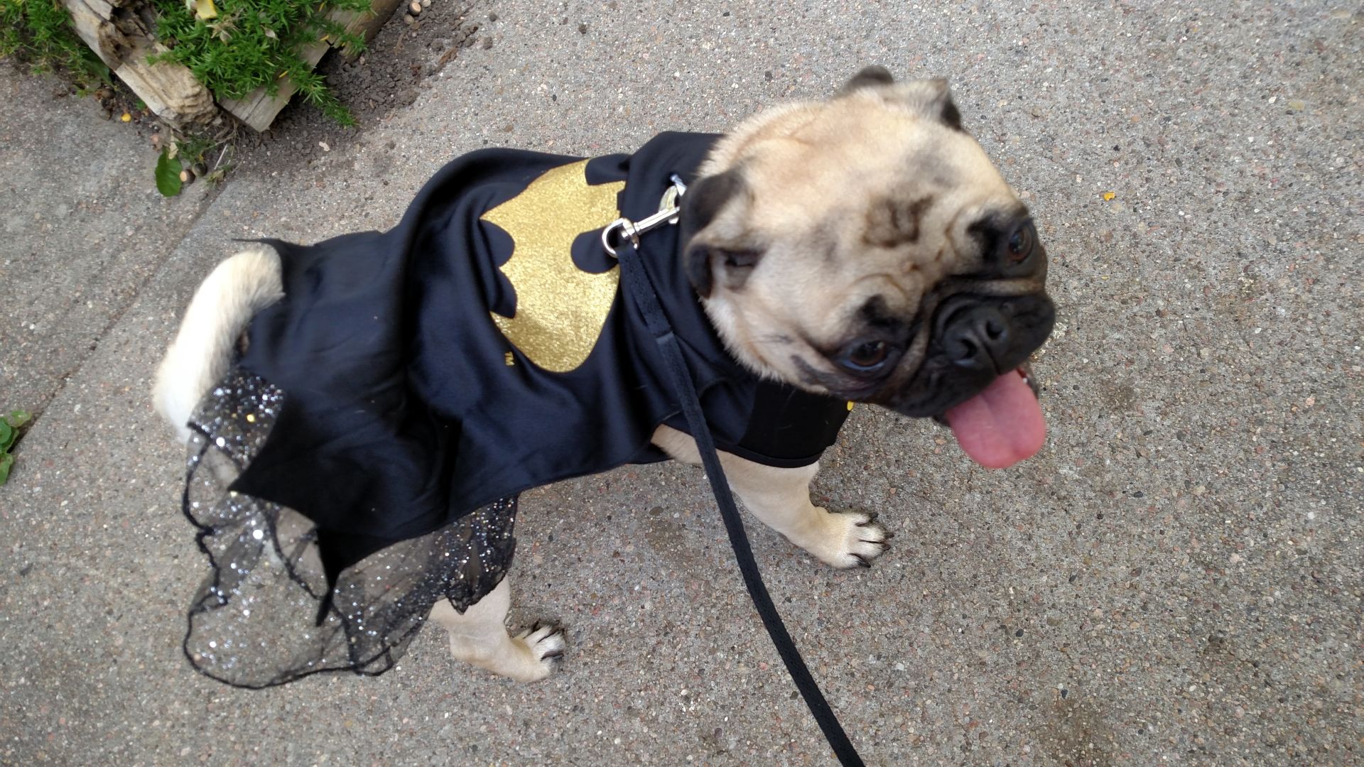 Pets in costume